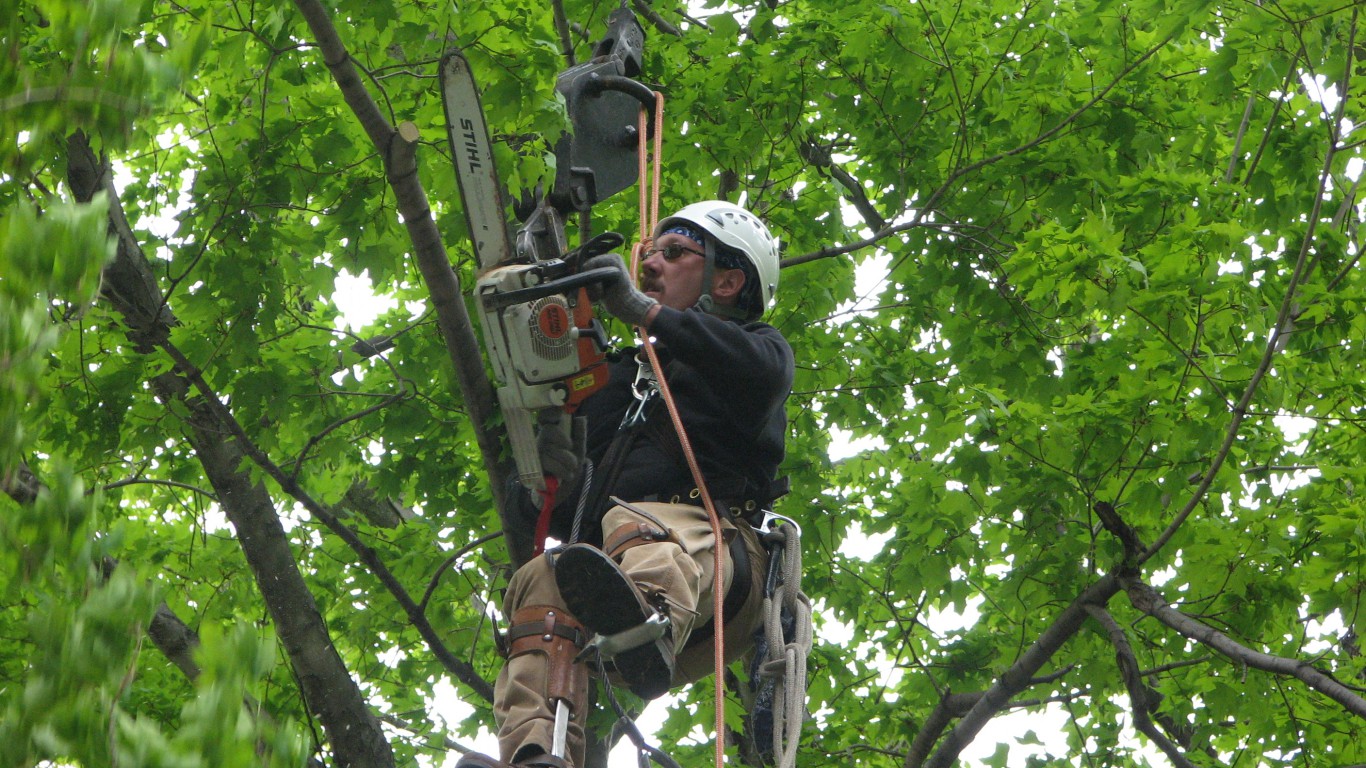 Tree Service and Arbor Care Dahlkemper Landscape Architects and